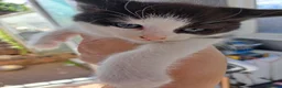 Mixed Breed cats for sale: 6 Adorable Fluffy Maine Coon X Calaco kittens  - Advert 7