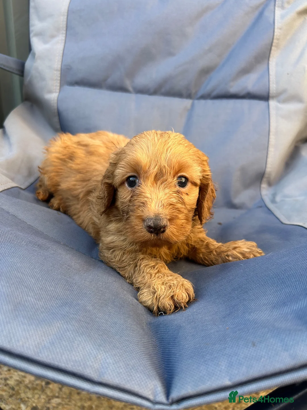 Cockapoo dogs for sale: BEAUTIFULL F1 COCKAPOOS - Advert 18