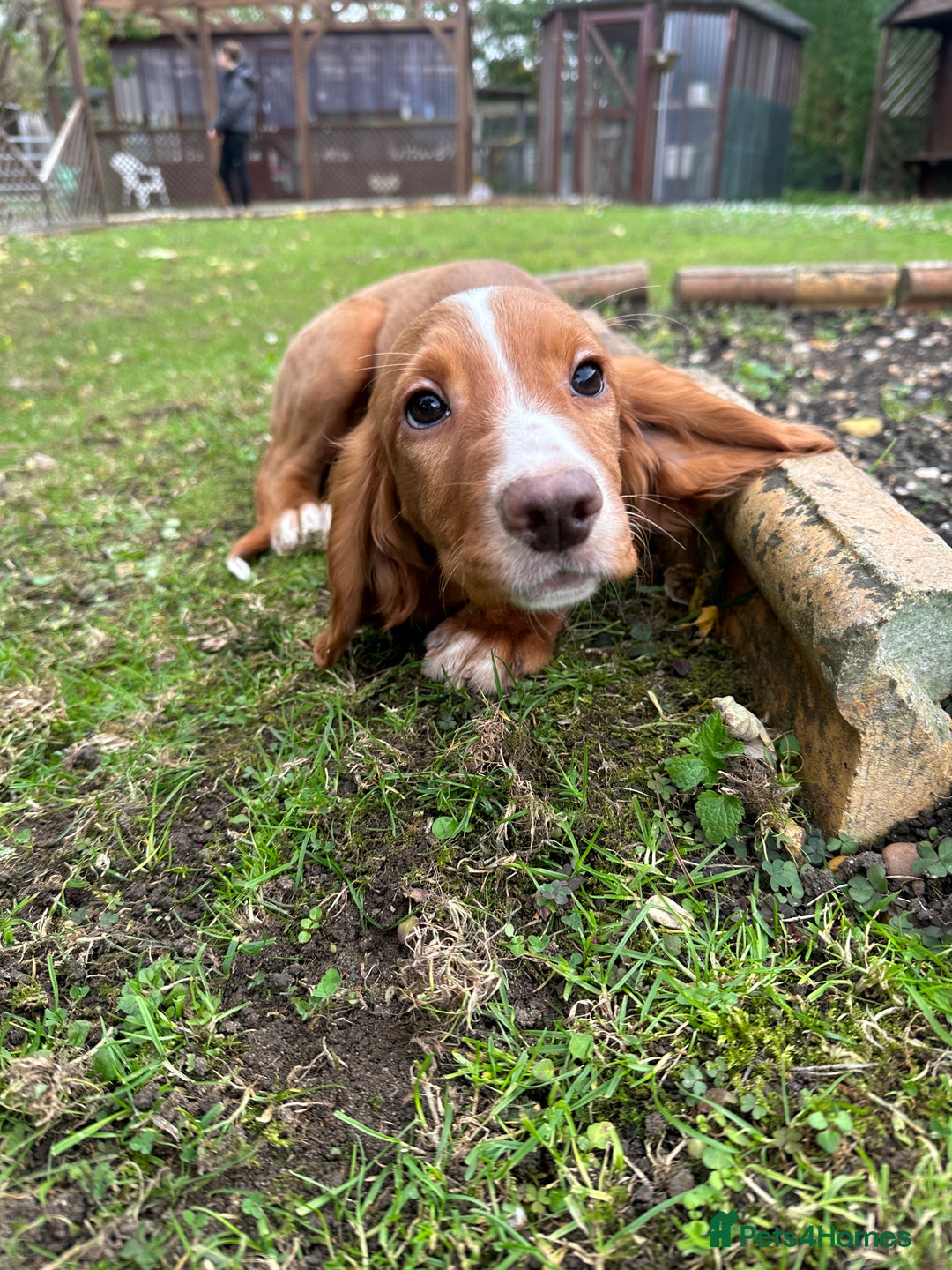 Cocker Spaniel dogs for sale: Working cocker spaniels puppies  - Image 6