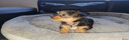 Yorkshire Terrier dogs for sale: 🐶 💖Pedigree Yorkshire Terrier Puppies💖 🐶 - Advert 16