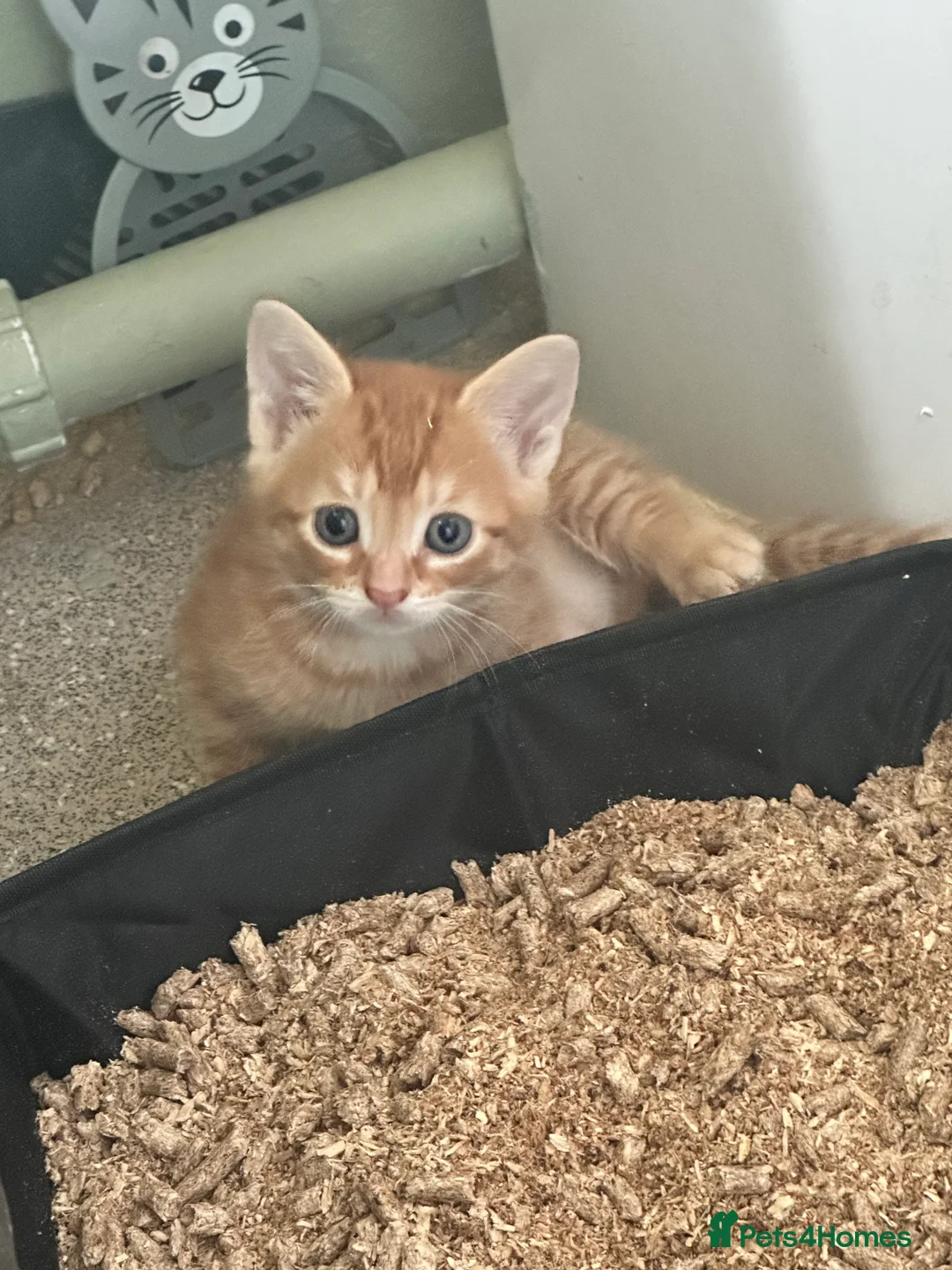 Mixed Breed cats for sale: Beautiful orange kittens  - Advert 9