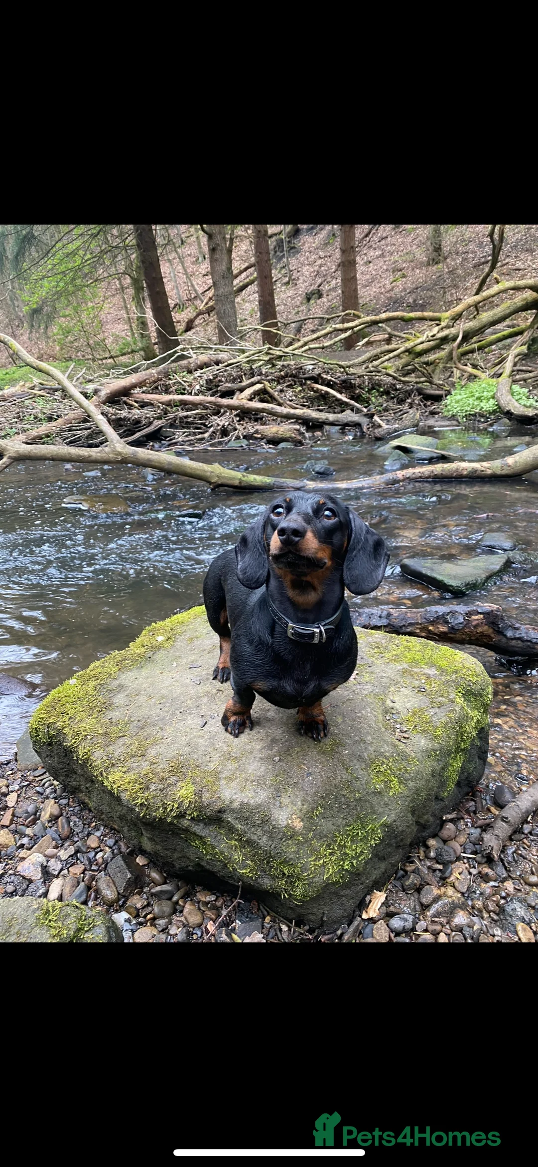 Miniature Dachshund dogs for stud: Proven Stud Black & Tan Miniature Dachshund Stud in Durham - Advert 12