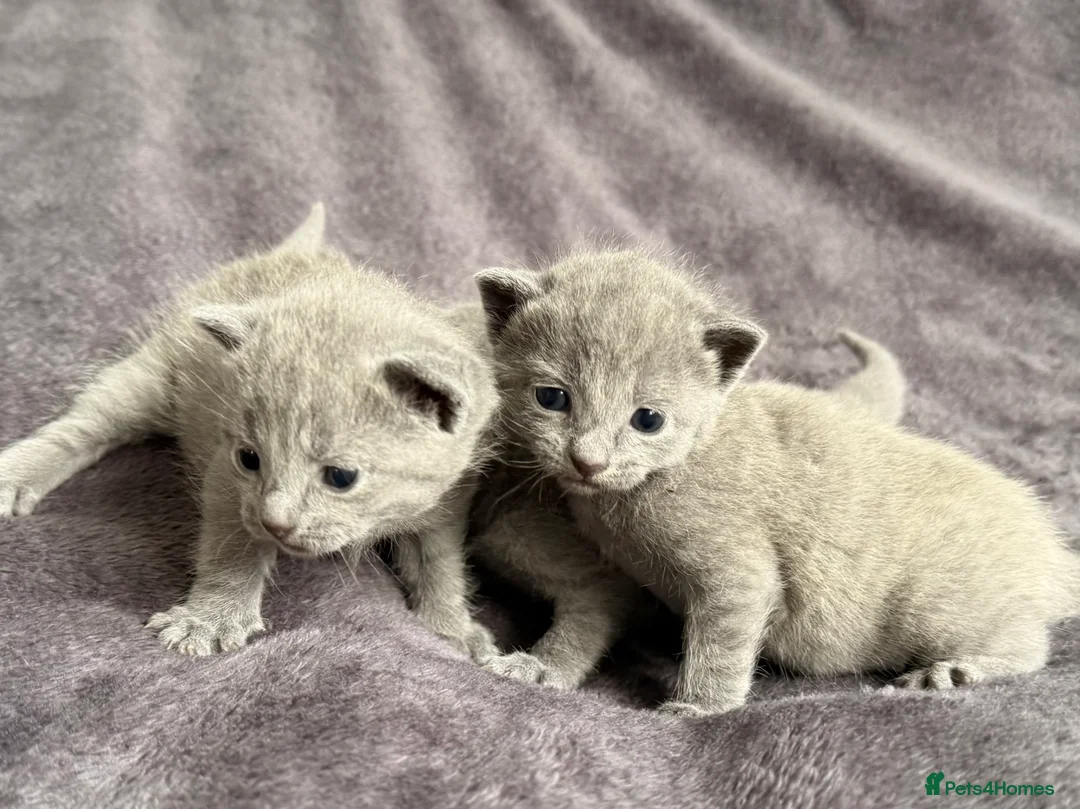 Russian Blue cats for sale: Pure TICA Champion Line Russian Blue Kittens - Advert 1