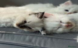 Ragdoll cats for sale: Pure fluffy Ragdoll kittens looking for5 star home - Image 8