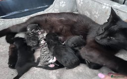 Mixed Breed cats for sale: Kittens - Image 1