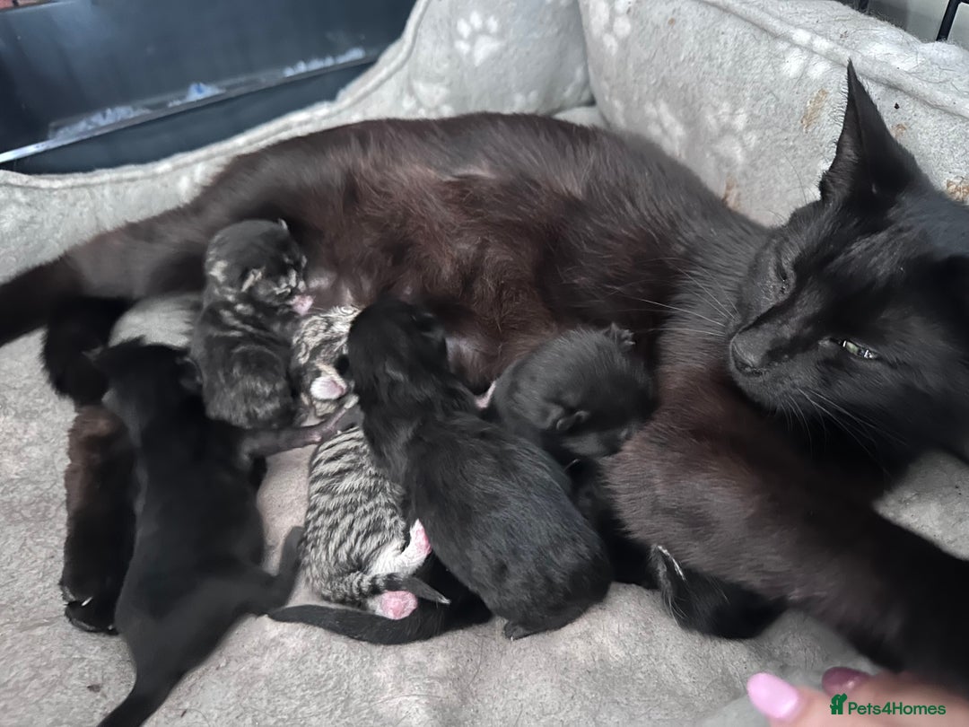 Mixed Breed cats for sale: Kittens - Image 1