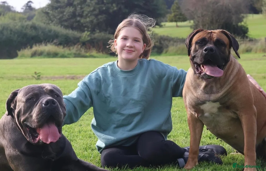 Boerboel dogs for stud: Imperial Health Tested & Champion Stud in Eastleigh - Advert 9