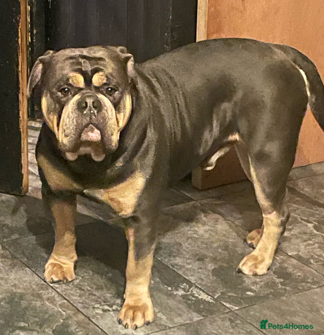 Olde English Bulldogge dogs for stud: Fluffy carrier health tested proven male - Advert 7