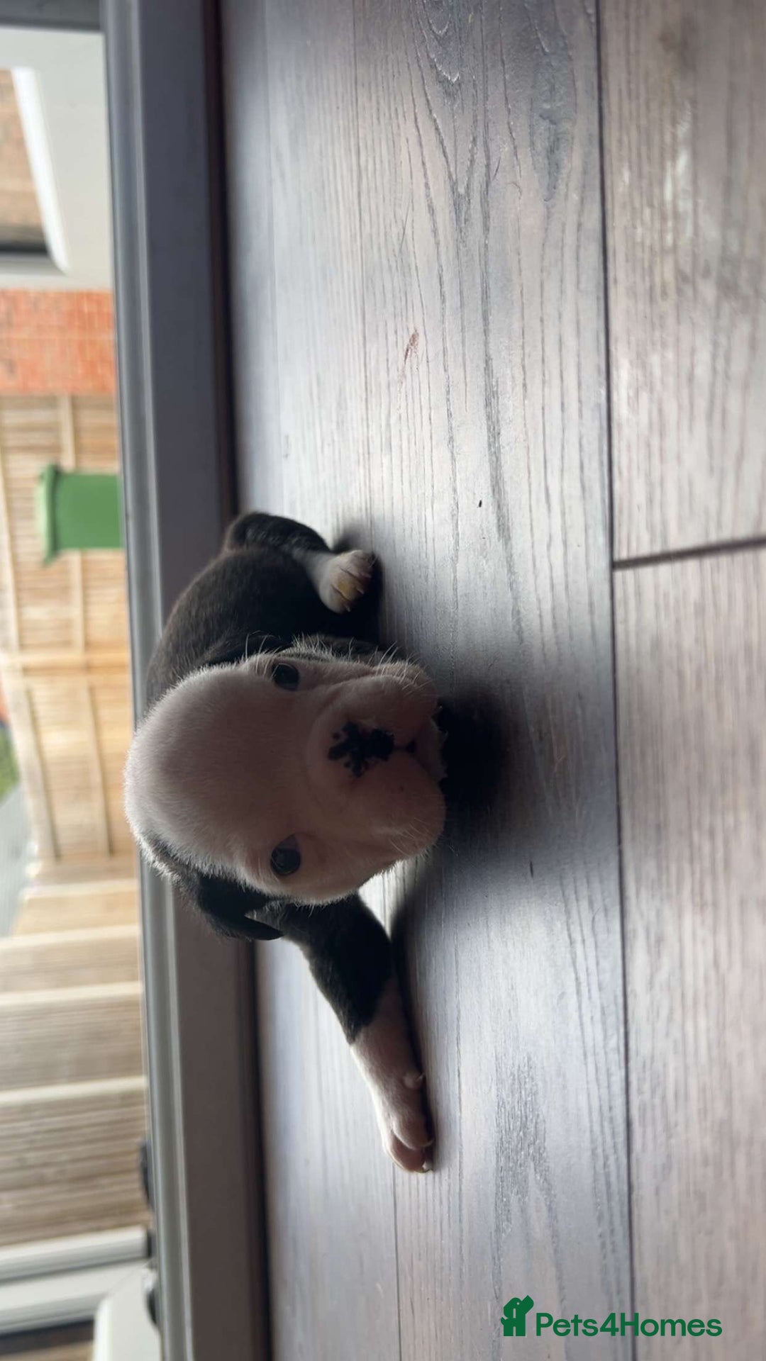 Alapaha Blue Blood Bulldog dogs for sale: IABBR registered Alapaha Blue Blood Bulldogs - Image 14