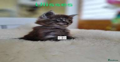 Maine Coon cats - Advert 16