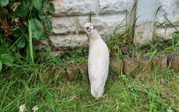 Quail poultry for sale: 🐣 Live Coturnix Jumbo Quail for Sale  in Birmingham - Image 16