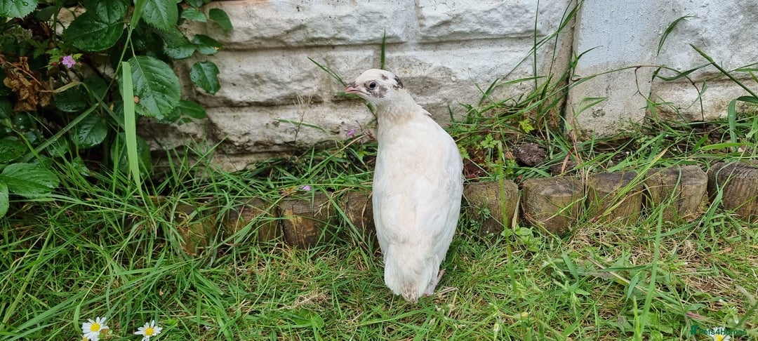 Quail poultry for sale: 🐣 Live Coturnix Jumbo Quail for Sale  in Birmingham - Image 16