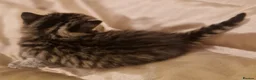 Mixed Breed cats for sale: British Short Hair x domestic  - Advert 4