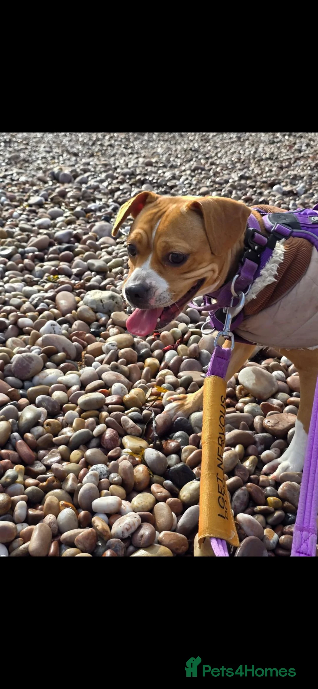 Mixed Breed dogs for sale: Female beagle x frenchie - frengle - Advert 4