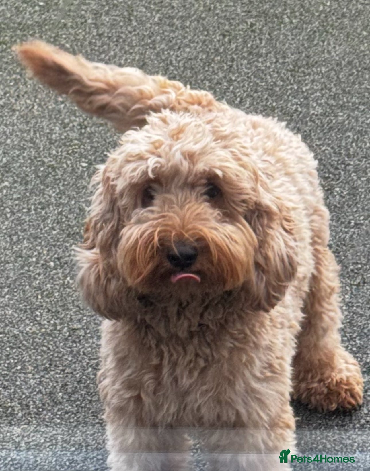 Cockapoo dogs Honey  - Advert 1