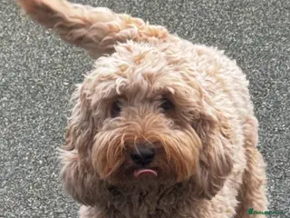 Cockapoo dogs Honey - Advert 1