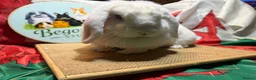 Mini Lop rabbits for sale: Gorgeous adult female mini lops - Advert 4