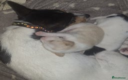 Mixed Breed dogs for sale: Spanish jack Russell (bodeguero) x border collie - Image 1