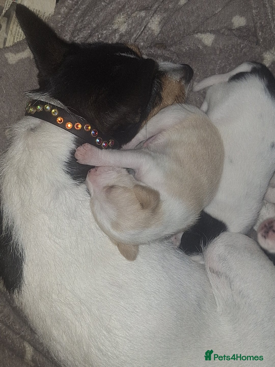 Mixed Breed dogs for sale: Spanish jack Russell (bodeguero) x border collie - Image 1