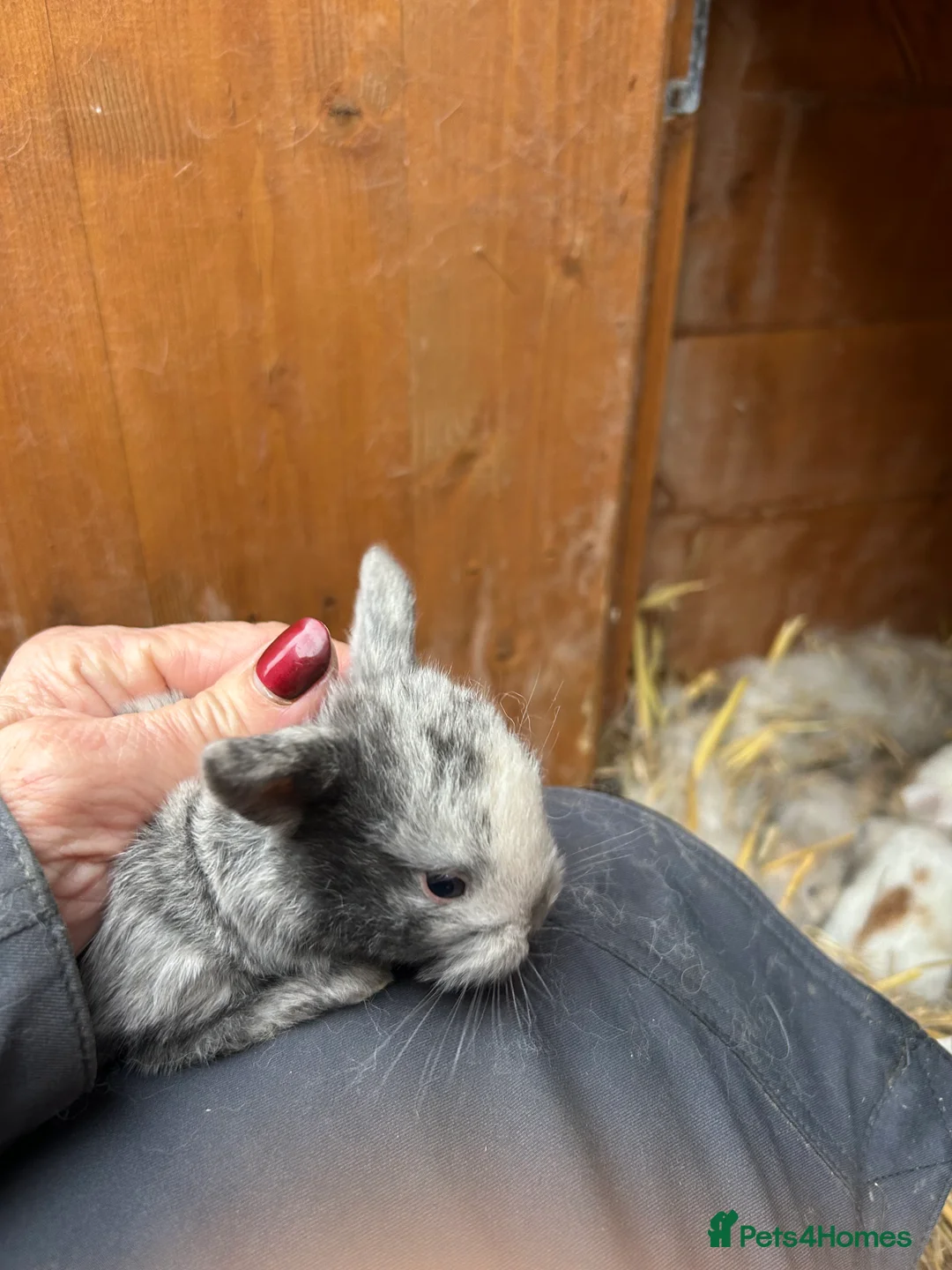 Mini Lop rabbits for sale: Beautiful baby mini lop bunnies ready March  - Advert 7