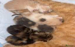 Exotic cats for sale: Super high quality Exotics - TICA reg pedigree - Image 24