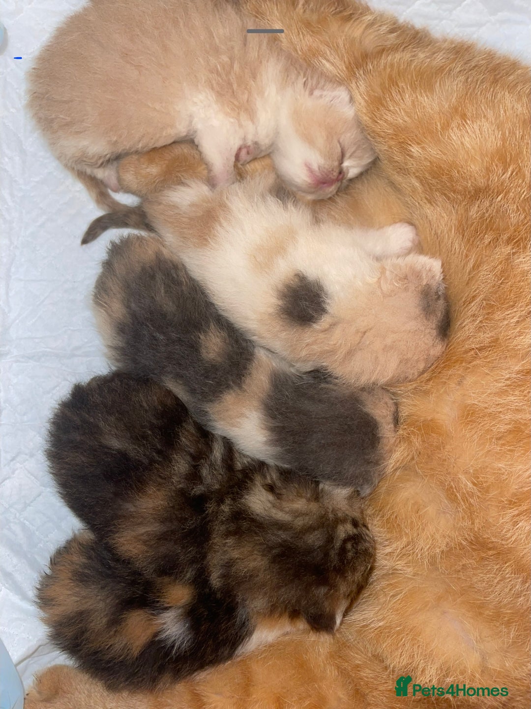 Exotic cats for sale: Super high quality Exotics - TICA reg pedigree - Image 24