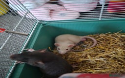 Rat rodents for sale: Two boy rats  - Image 2