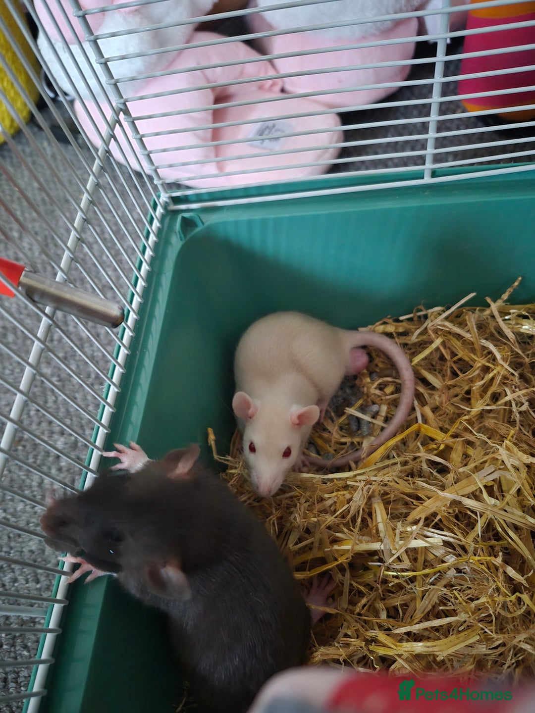 Rat rodents for sale: Two boy rats  - Image 2