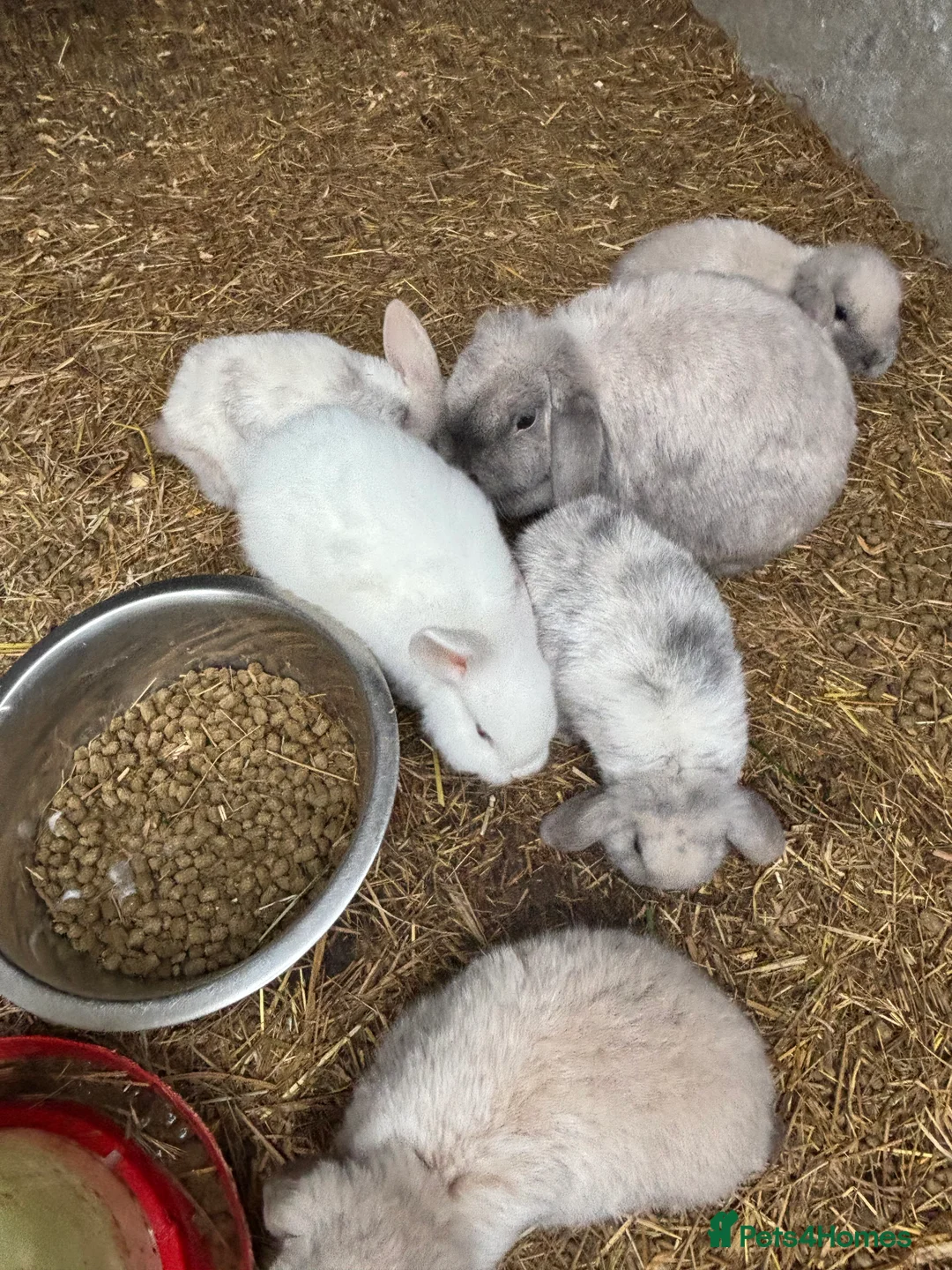 Mini Lop rabbits for sale: beautiful purebred white male mini lops  - Advert 7