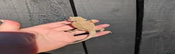 Bearded Dragon reptiles for sale: Baby bearded dragons - Advert 17