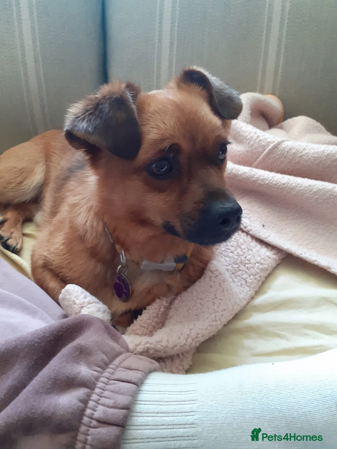 Mixed Breed dogs for sale: Meet Pip and Toby! in Nottingham - Advert 1