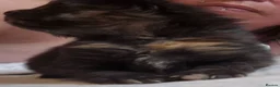 Mixed Breed cats for sale: Beautiful Kittens - Advert 13