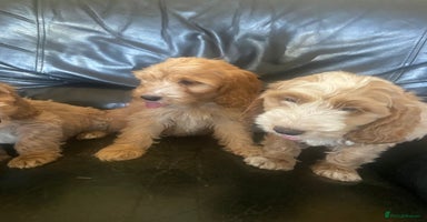Cockapoo dogs - Advert 1
