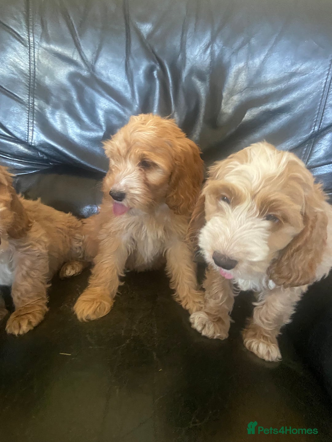 Cockapoo dogs for sale: F1 Apricot cockapoo’s boys and girls  - Image 2