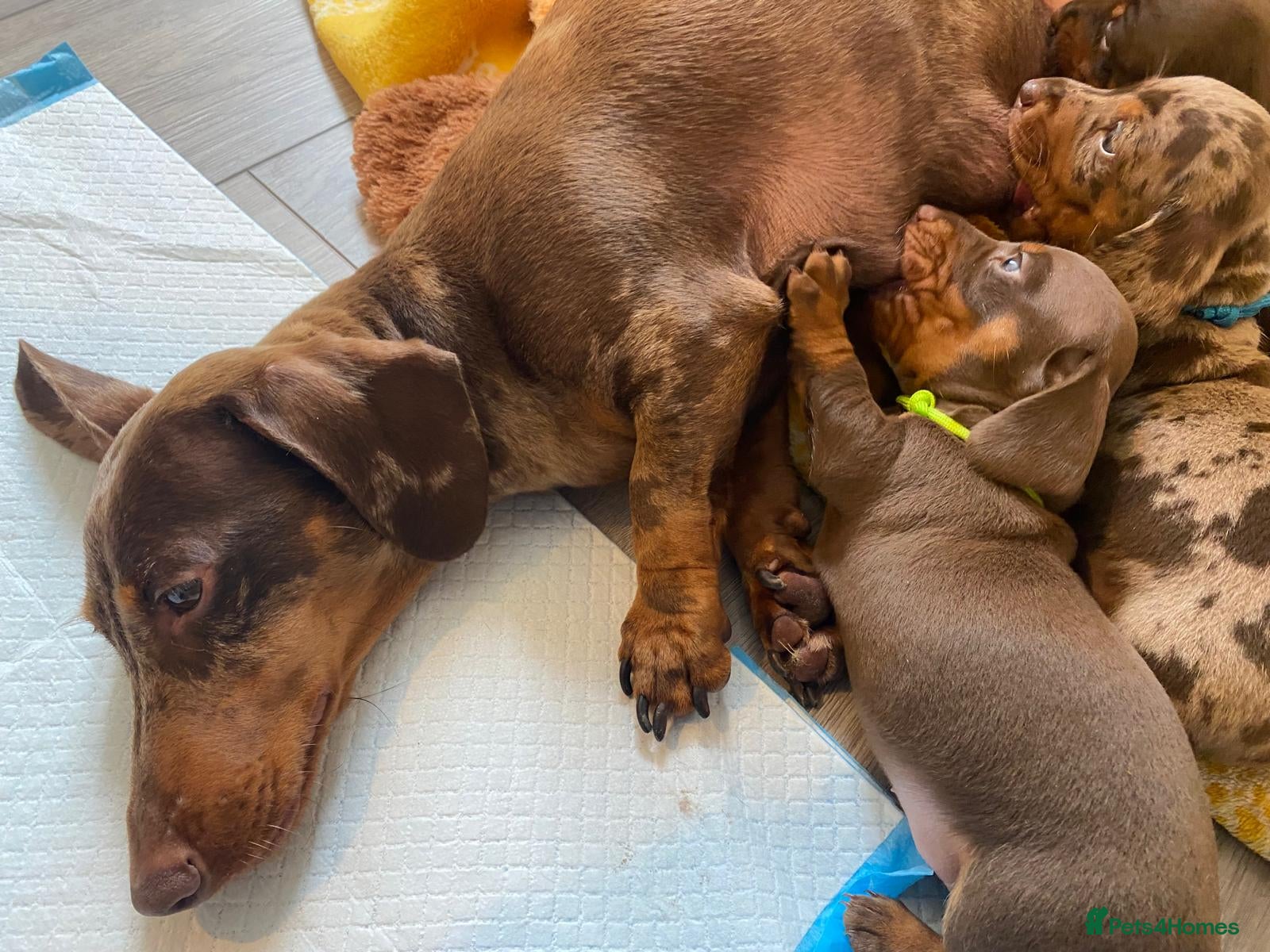 Miniature Dachshund dogs 🐶 READY NOW 🐶 - Advert 1
