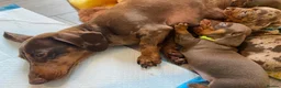 Miniature Dachshund dogs for sale: 🐶 READY NOW 🐶 - Advert 2