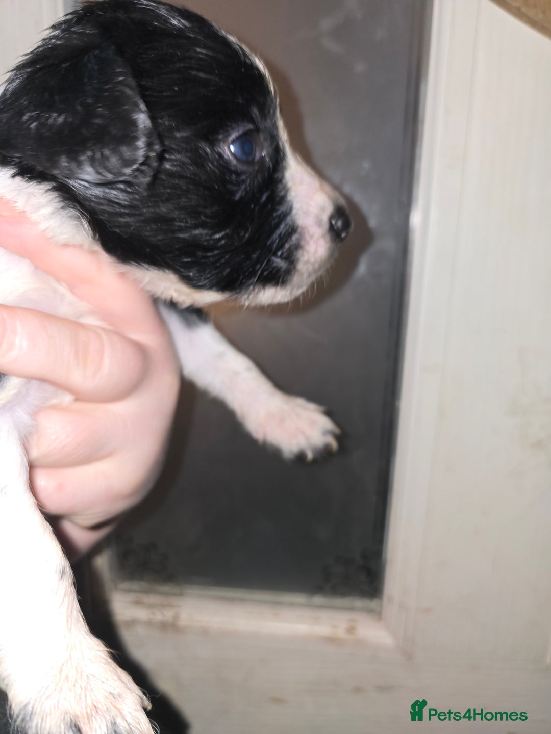 Mixed Breed dogs for sale: Beautifull sprollie pups - Advert 3
