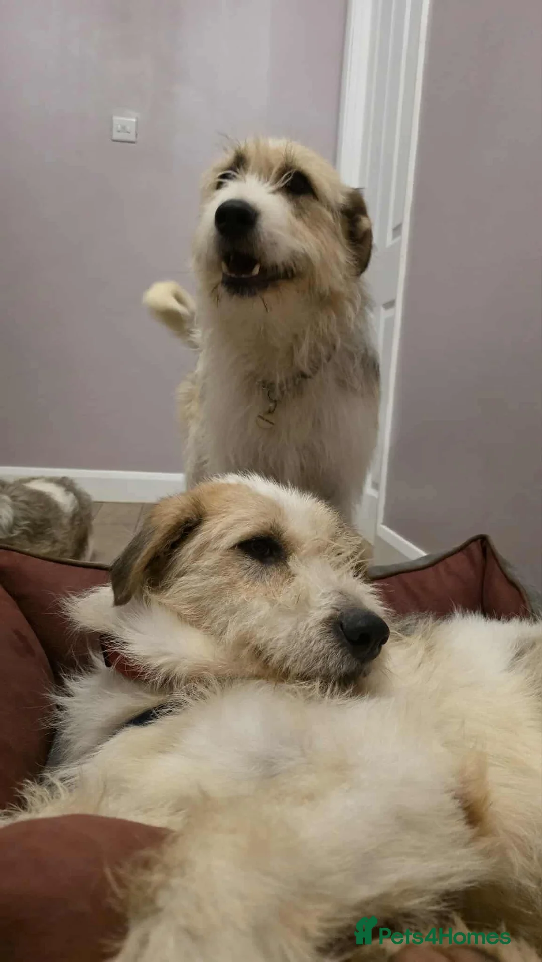 Mixed Breed dogs for adoption: Hershey ( and brother Harley )  - Advert 8