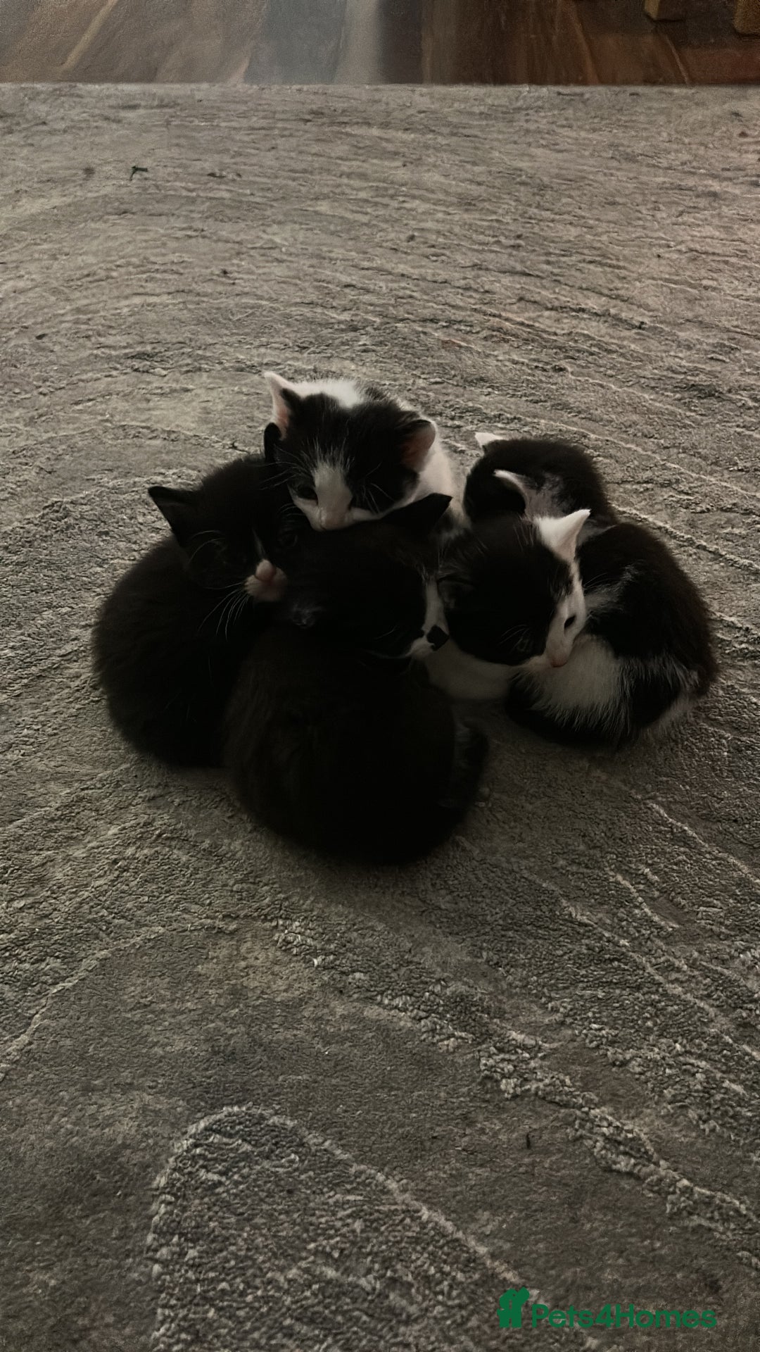 Domestic Shorthair cats for sale: 5 Beautiful Kittens - Advert 7