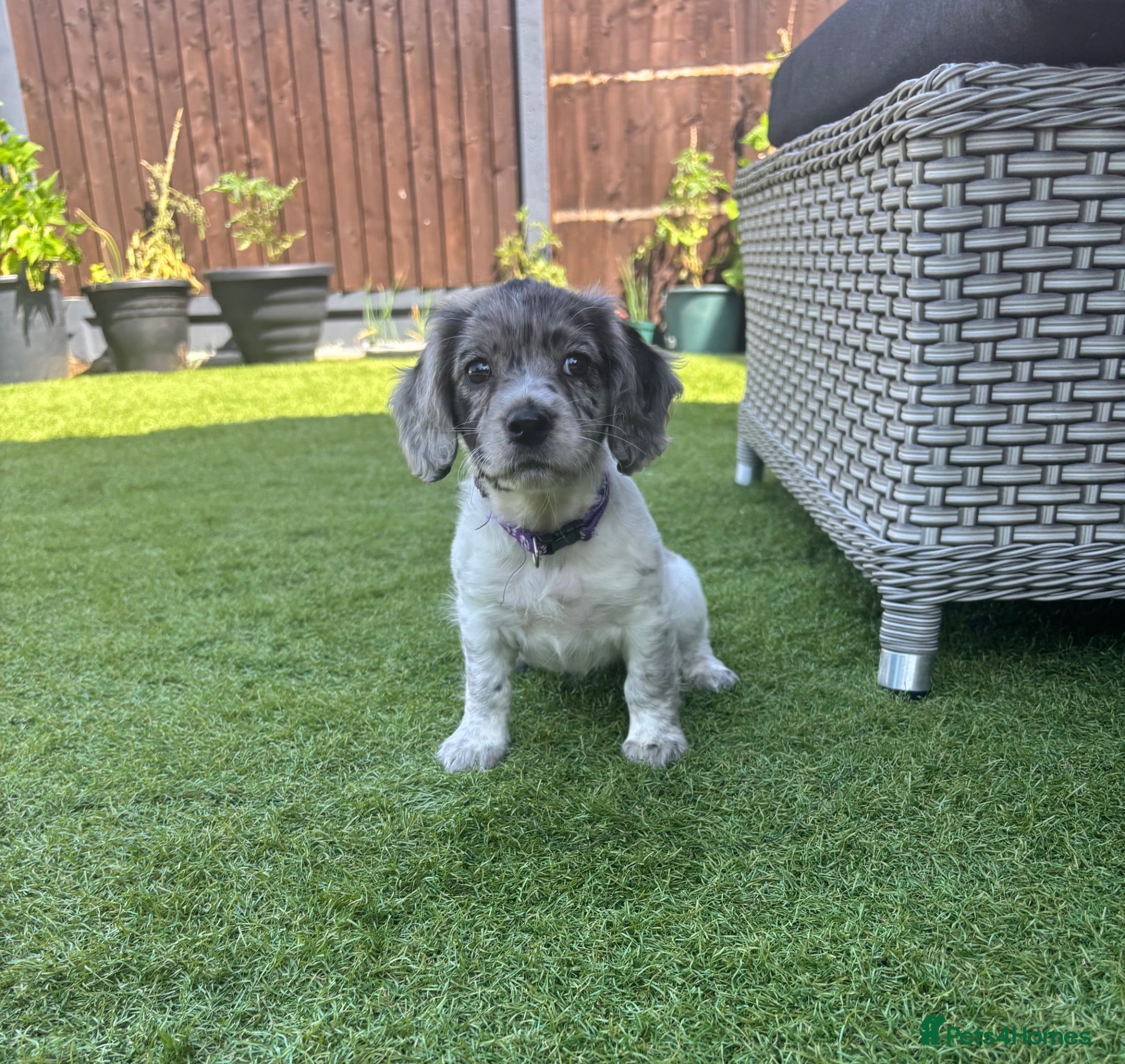 Mixed Breed dogs ❤️ 1 beautiful little girl left ❤️  - Advert 1