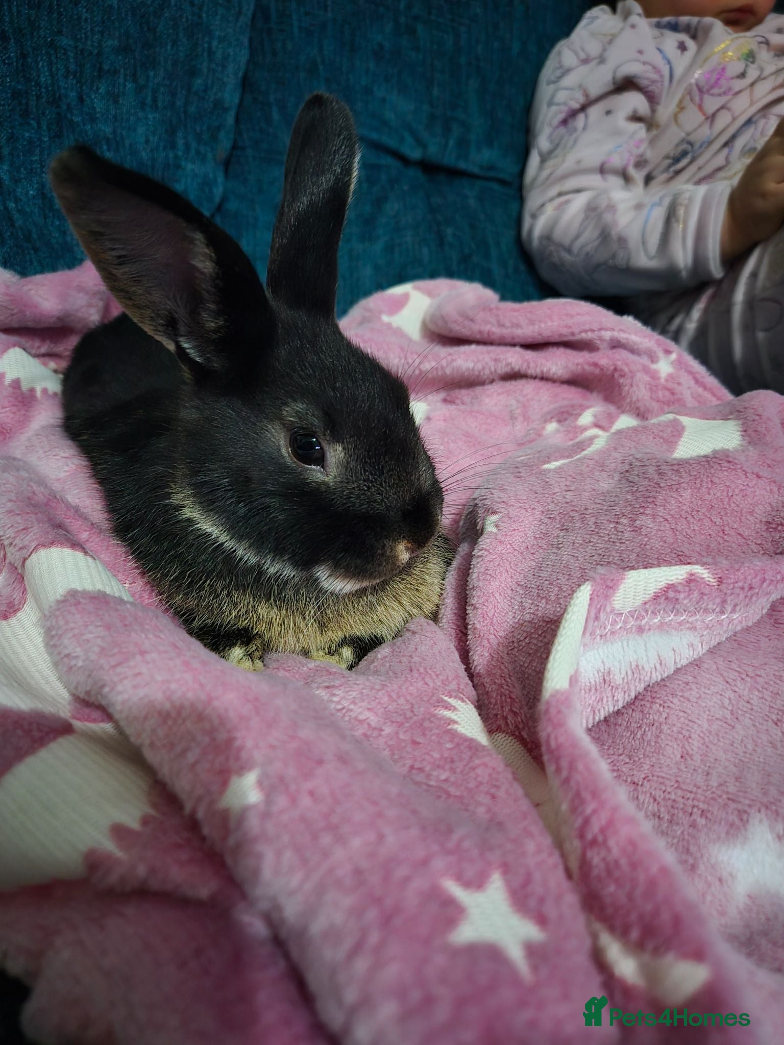 Rex rabbits Rabbit free to good home - Advert 2