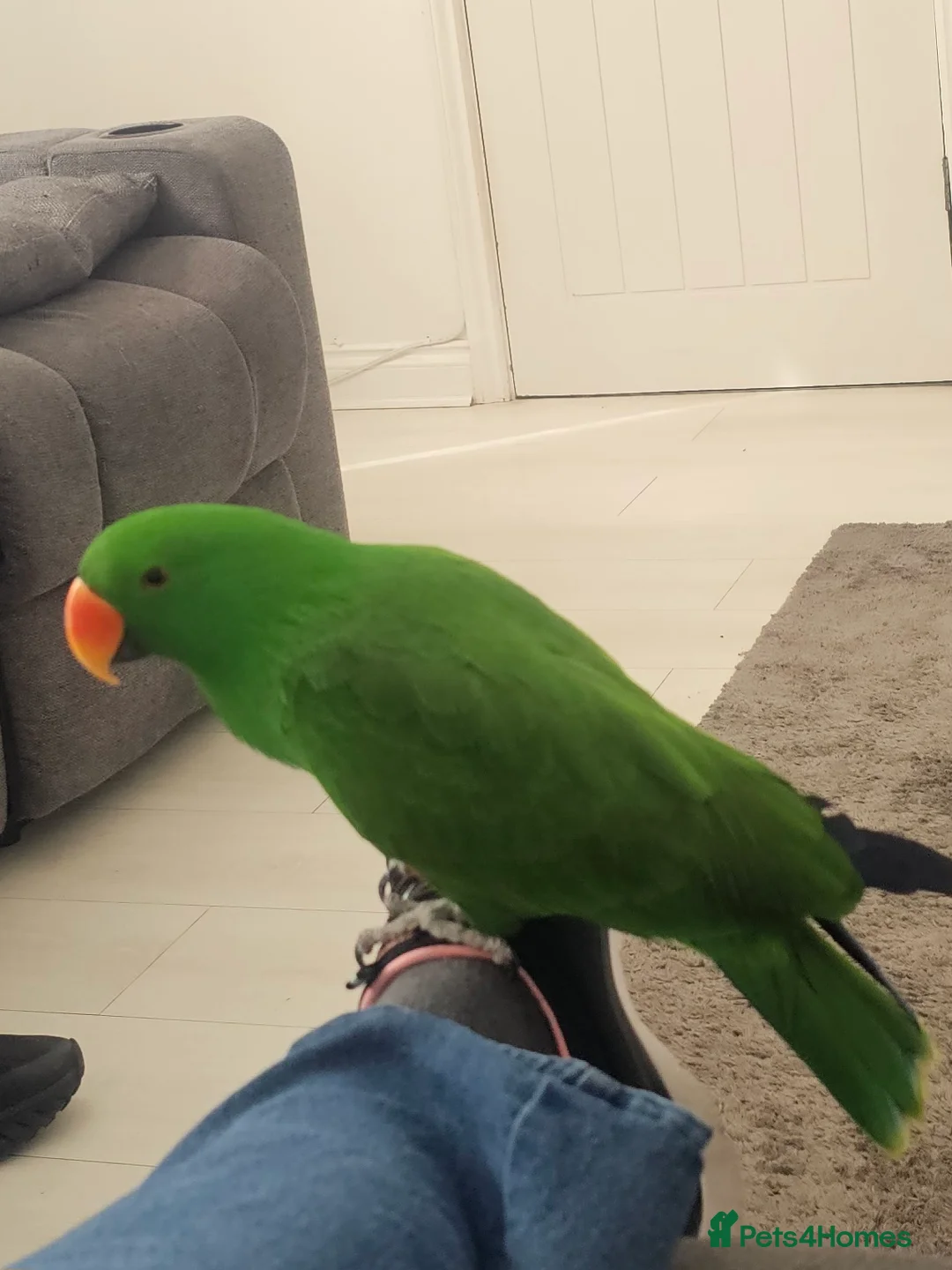 Parrots birds for sale: Eclectus parrot  in Burton-on-Trent - Advert 5