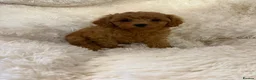 Maltipoo dogs for sale: 🐾 toy maltipoo puppy’s 🐾 - Advert 8