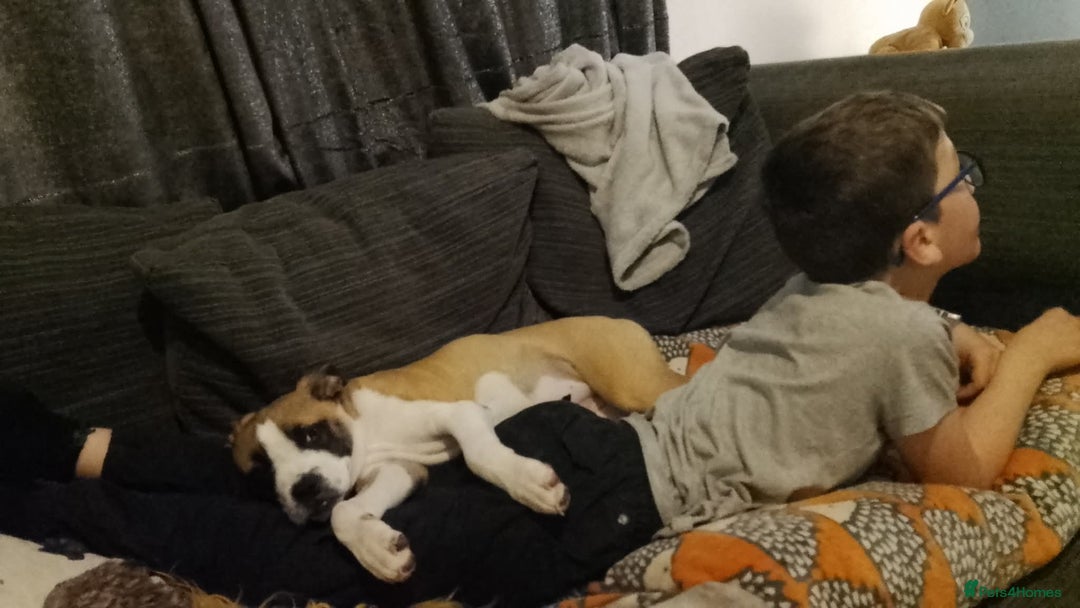 Mixed Breed dogs for sale: Staffy cross boxer bitch - Image 3