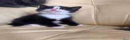 Mixed Breed cats for sale: Gorgeous kittens  - Advert 7