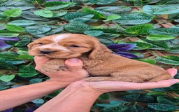 Cocker Spaniel dogs for sale: SUPERB SHOW TYPE COCKER SPANIEL PUPPIES  - Image 8