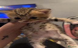 Mixed Breed cats for sale: 9 Mixed Bengal Kittens For Sale - Image 2