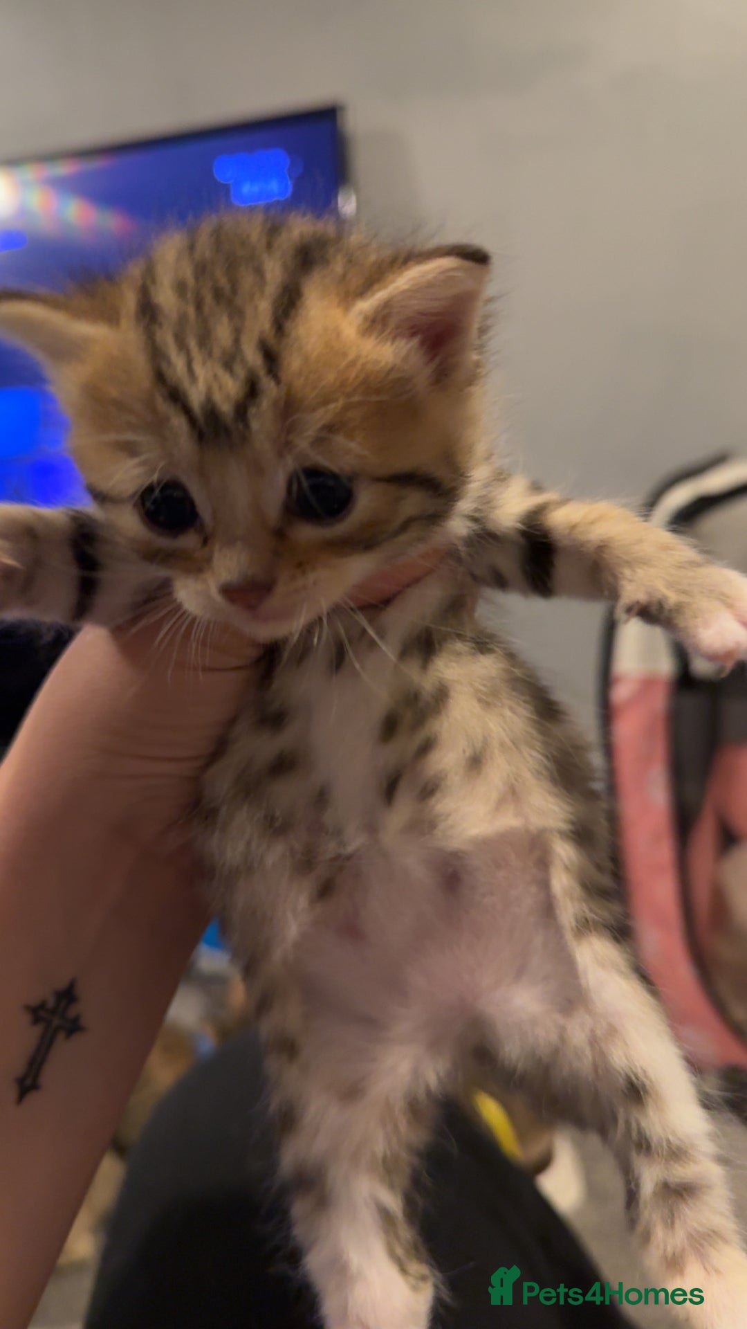 Mixed Breed cats for sale: 9 Mixed Bengal Kittens For Sale - Image 2