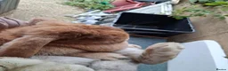 French Lop rabbits for sale: Pure french lop giant rabbits for sale - Advert 5