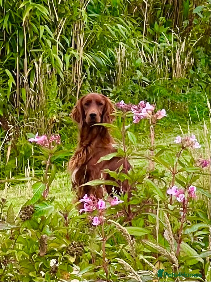 Irish Setter dogs AceOfAces IRISH SETTER At Stud in Whitland - Advert 1